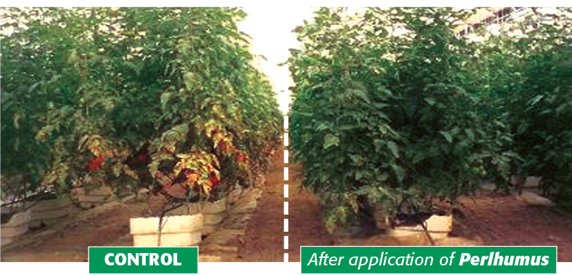 Horticulture after application of PERLHUMUS
