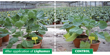 positive effects of HUMINTECH liqhumus application on plants