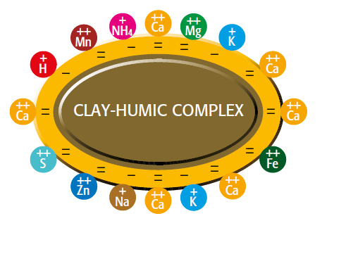 clay-humic complex Increased nutrient deposit by humic acid