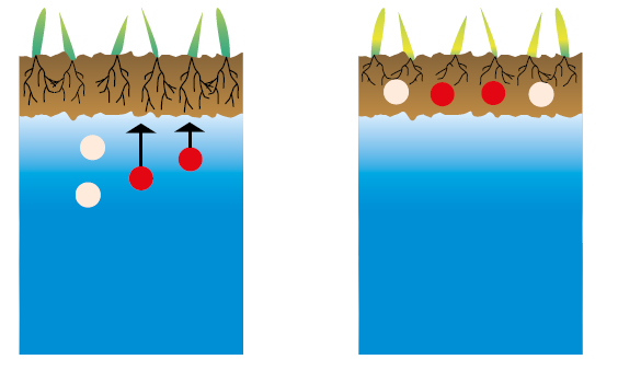 Humic acids reduce the effects of salinity