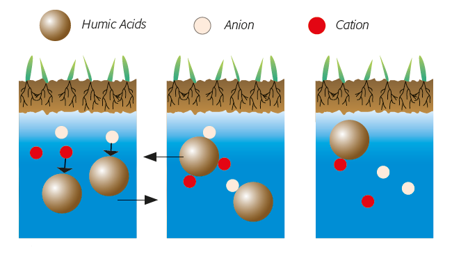 depiction of how Humic acids reduce the effects of salinity