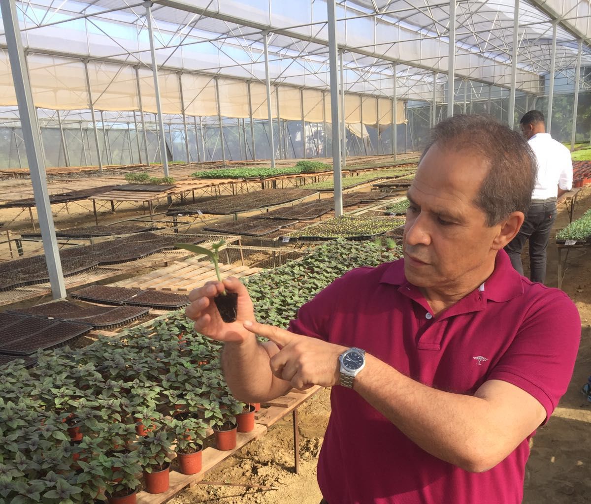 Dr. Yasser Dergham with a seedling in a greenhouse