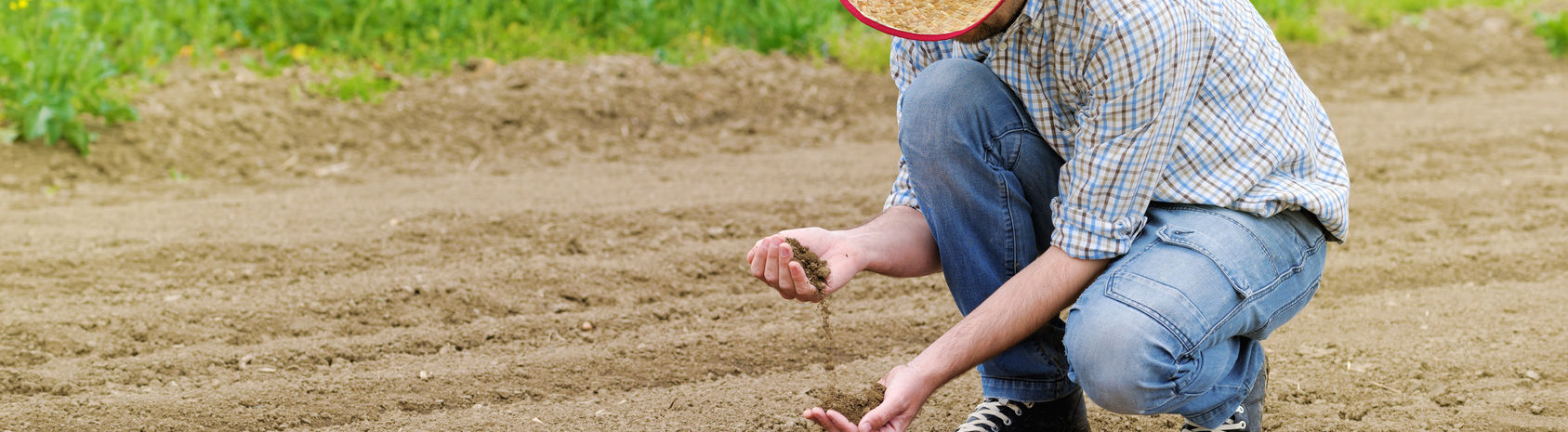 Expert checking soil