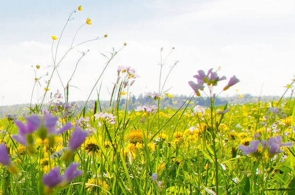 symbolic image of blooming flowers in a summer meadow