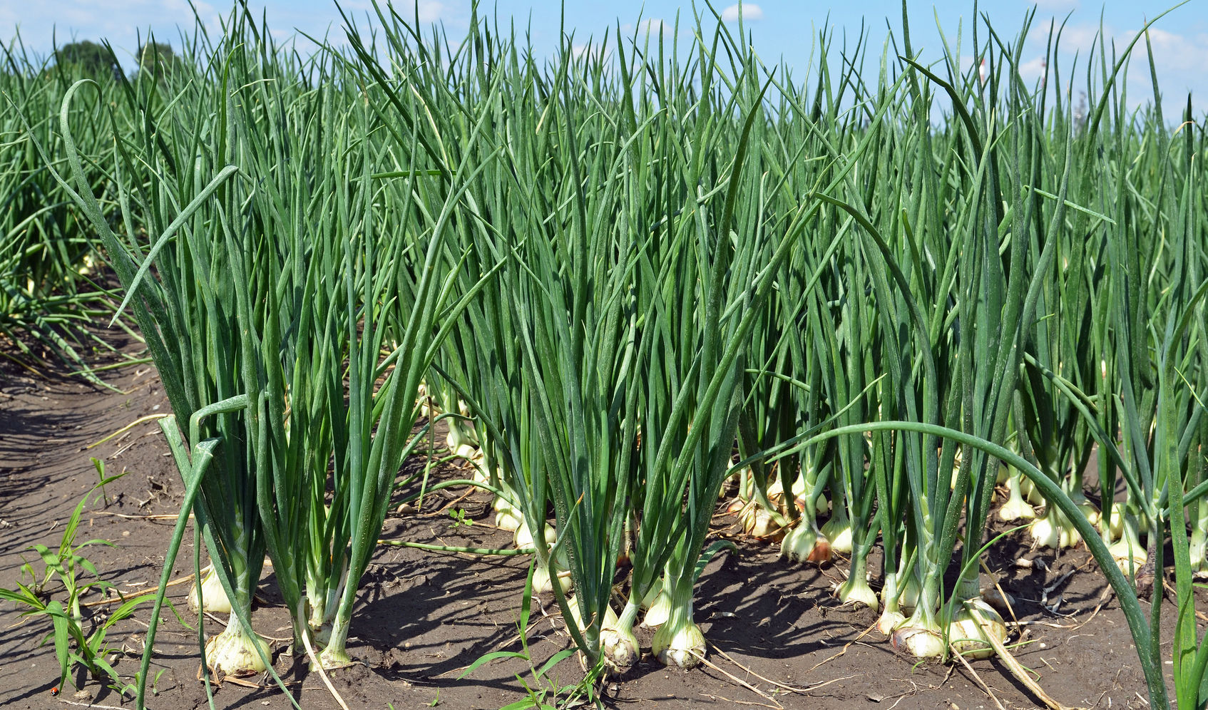 symbolic image of onion plants