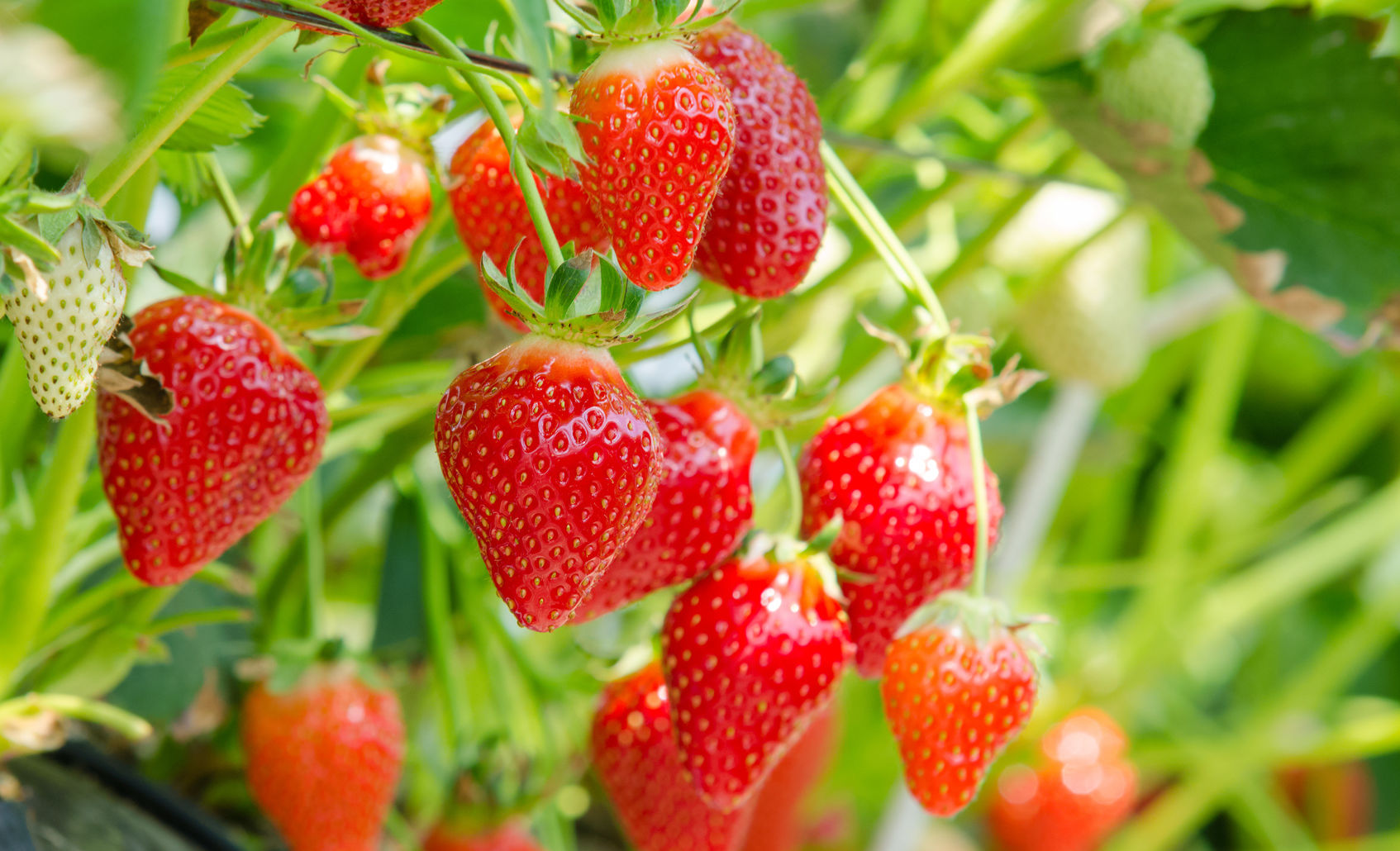 Strawberries after application of POWHUMUS