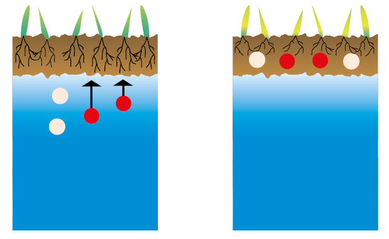 Humic acids reduce the effects of salinity