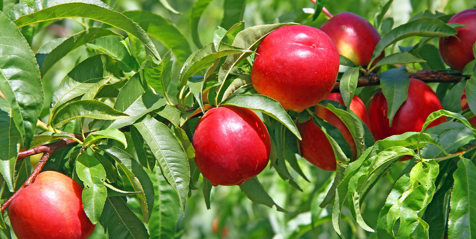 symbolic image of apples