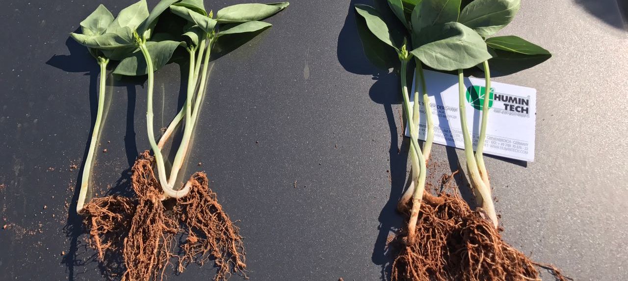 Better root growth with HUMINTECH on a test filed in Brazil