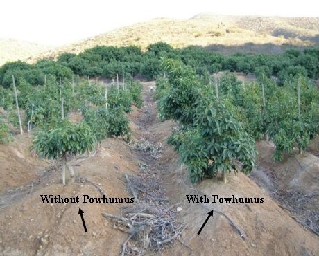 comparison of field sections with and without powhumus applcation in avocado culture