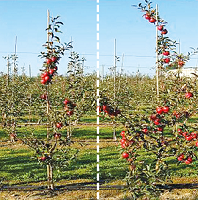 comparison of apple orchards with and without application of powhumus 3
