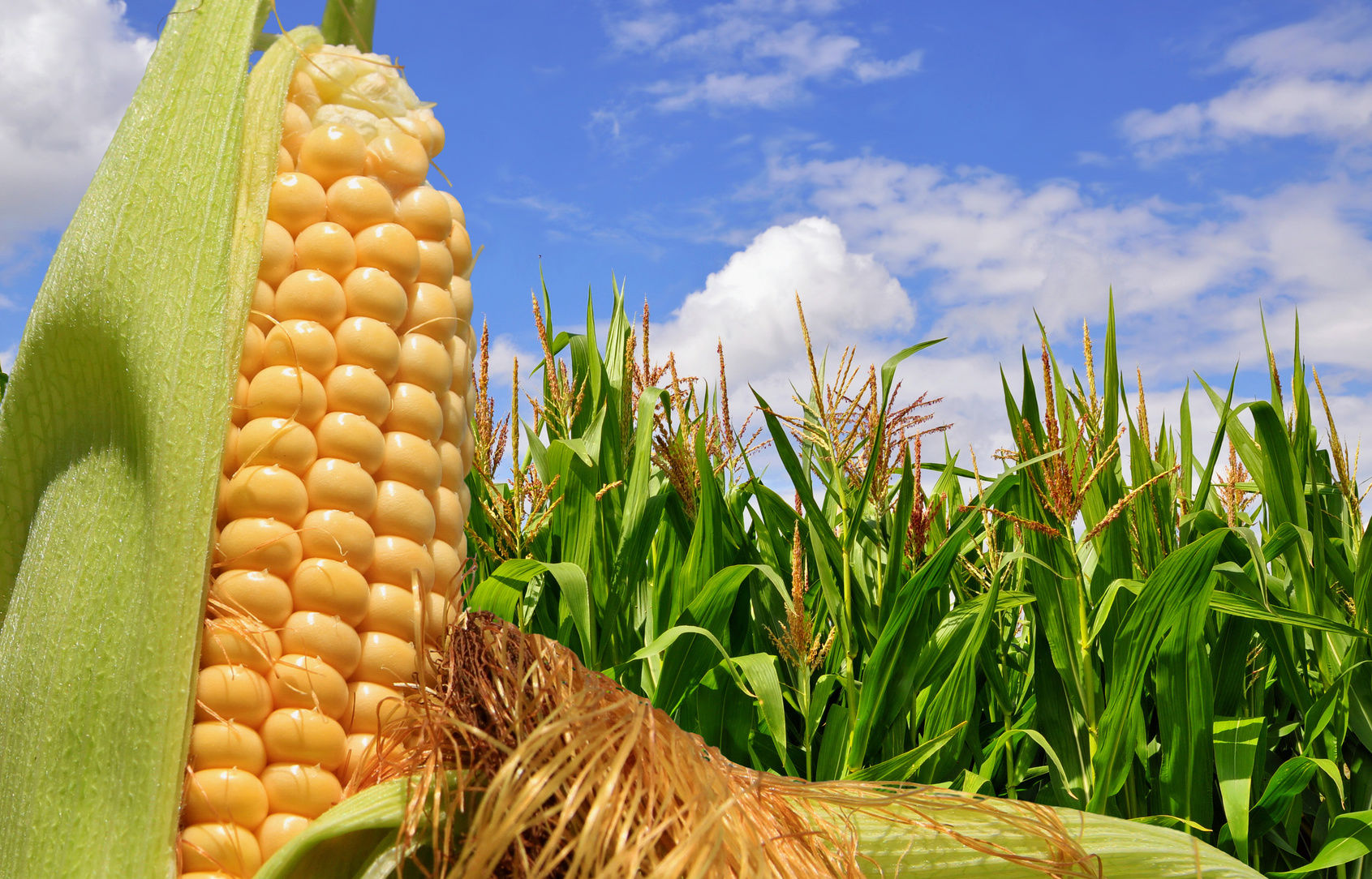 example image of corn