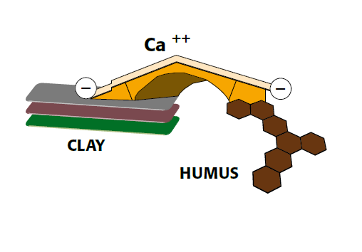 Ca-Bridge between clay and humus