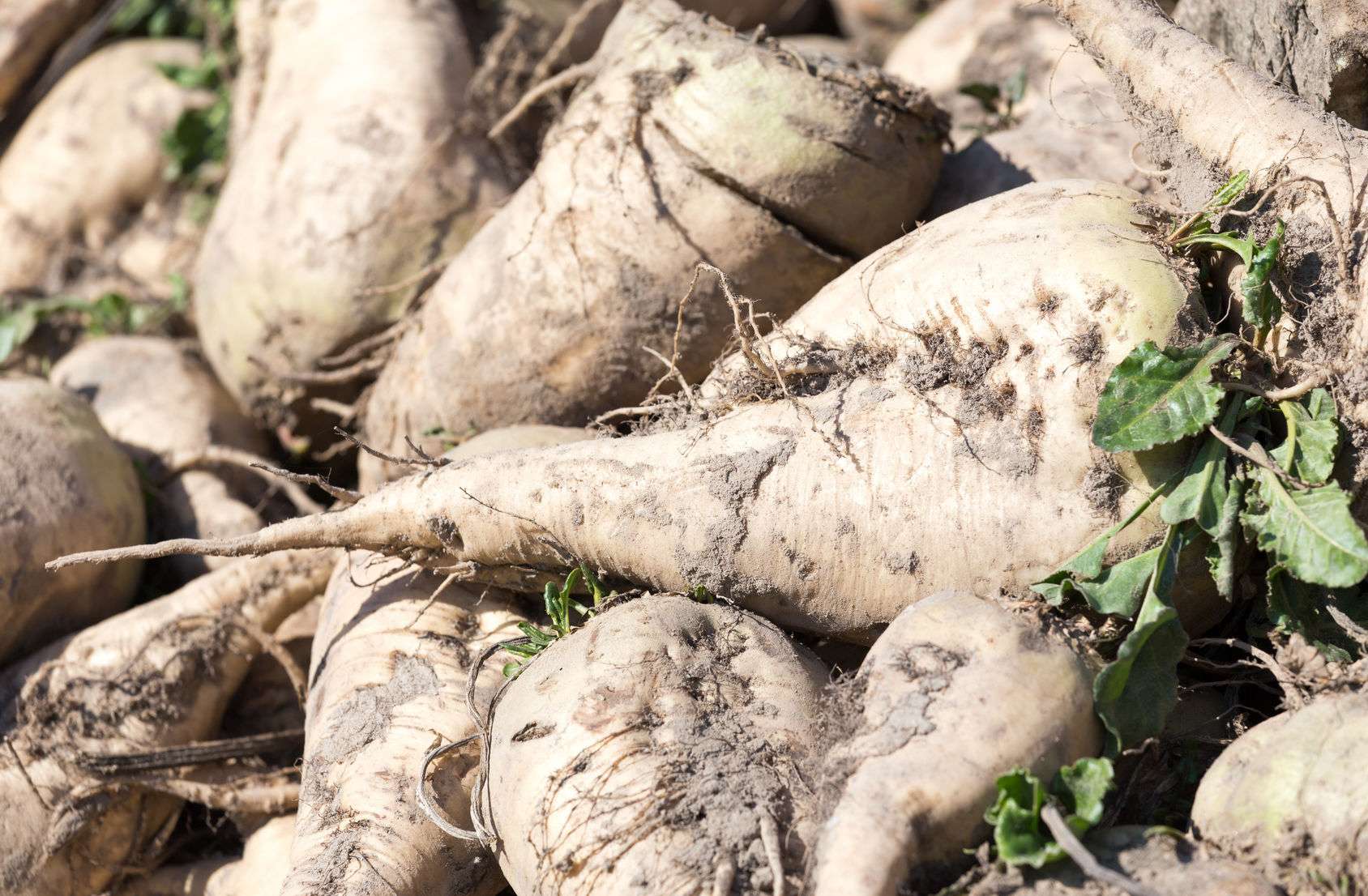 symbolic image of sugar beets