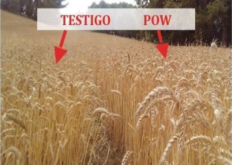 wheat with and without application of POWHUMUS