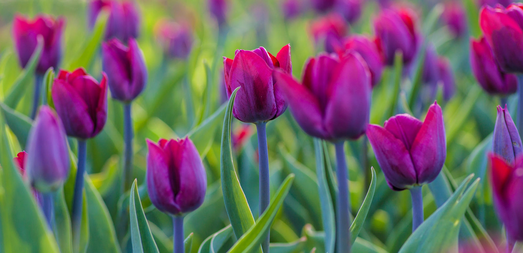 symbolic image of flowers