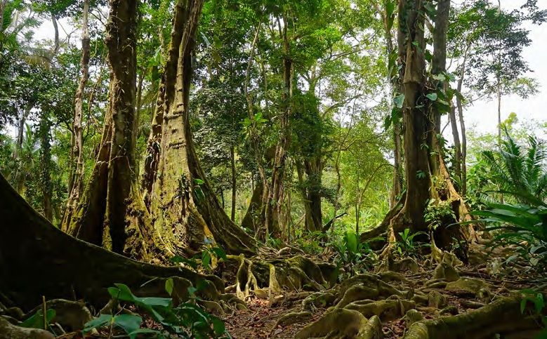 Typical vegetation of the Tertiary period