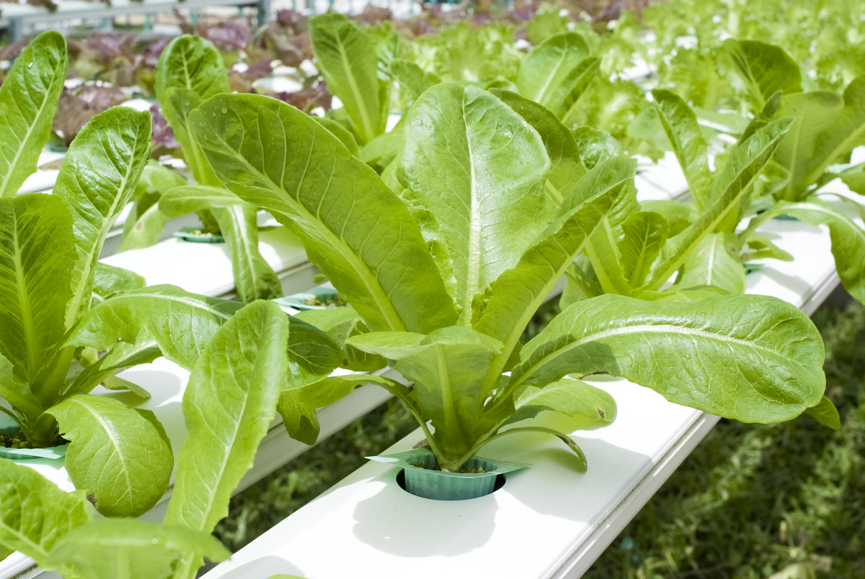 plants in hydroponic culture