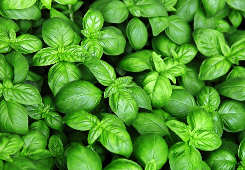 Basil after application of POWHUMUS