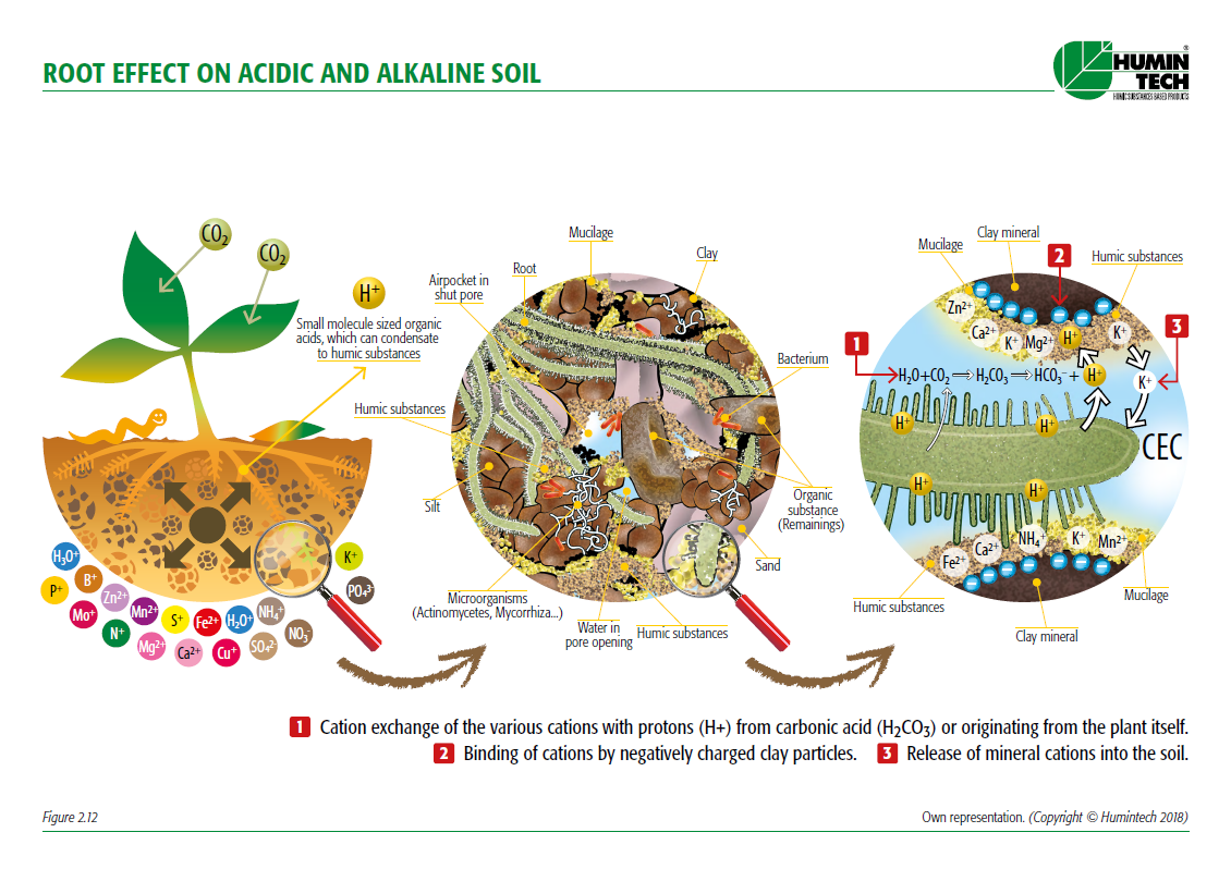 Image of Humic acid in soil