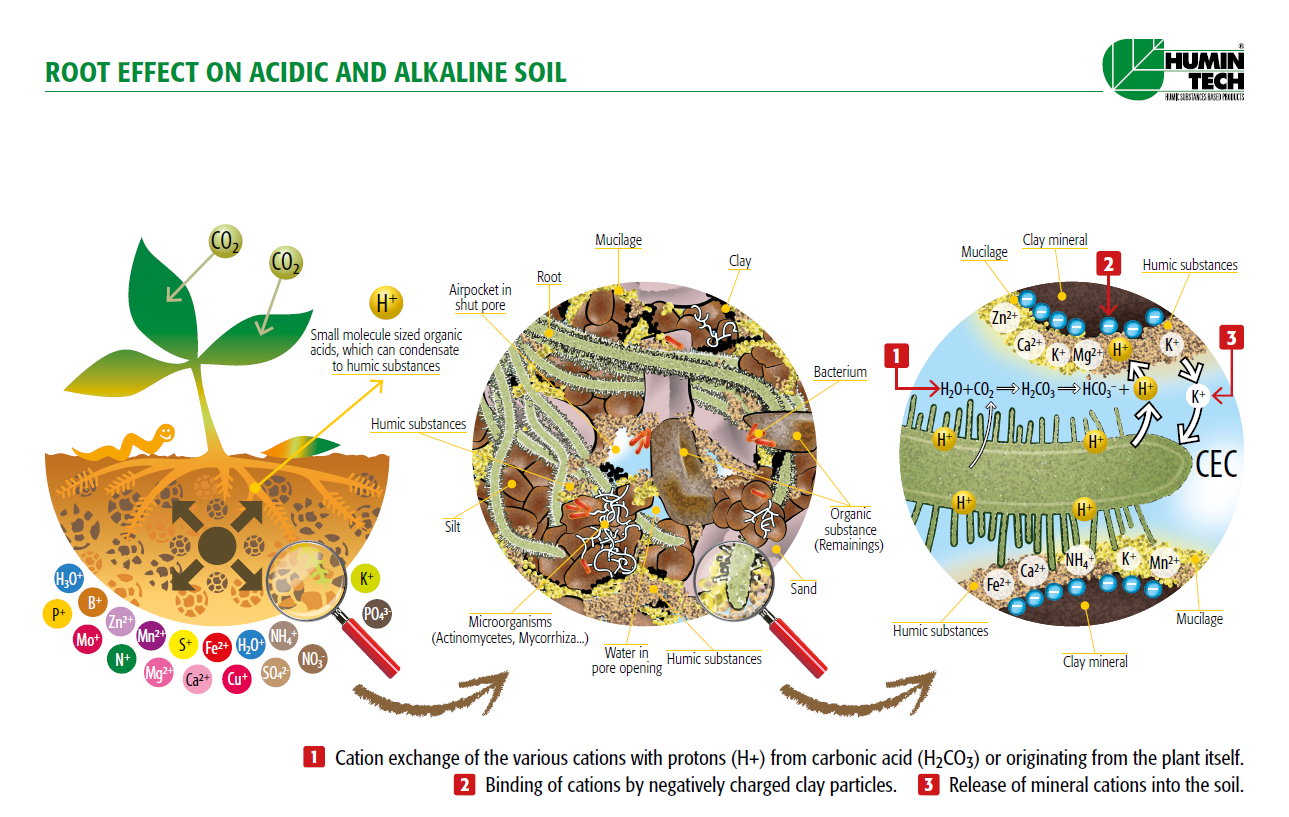 Axit humic làm cho đất phát triển rễ, hấp thu nhận thức, sục khí đất, độ cao giữ nước, khả năng trao đổi cation (CEC) và sự hình thành các phức chất đất sét-mùn