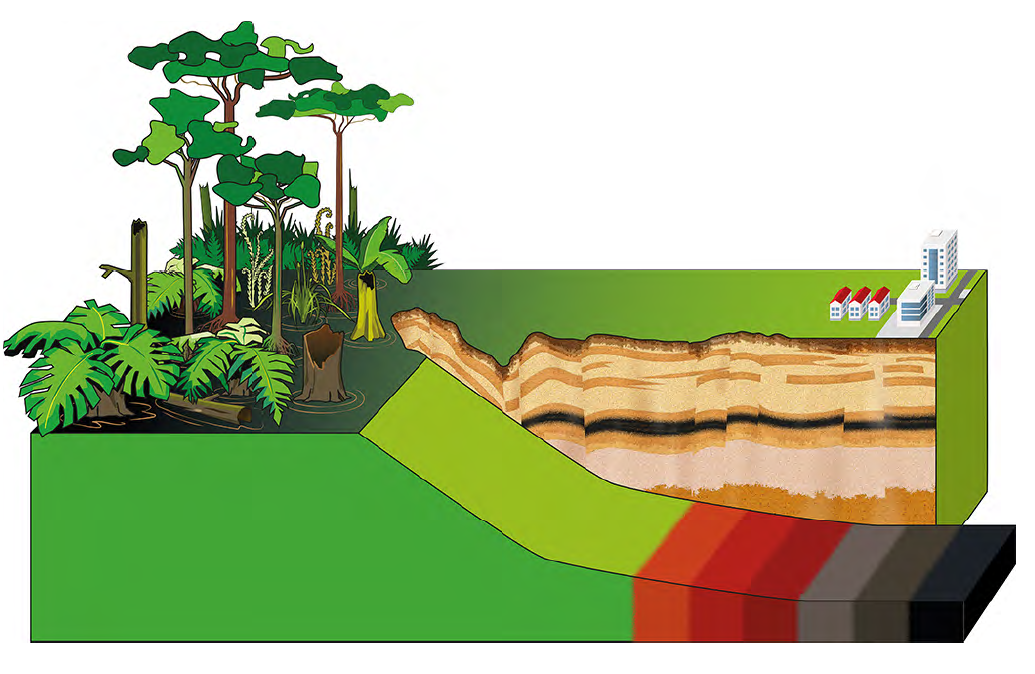 Coal formation: (from bog via Lignite to coal)