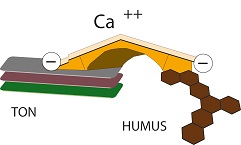 depiction of a Ca-Bridge between clay and humus